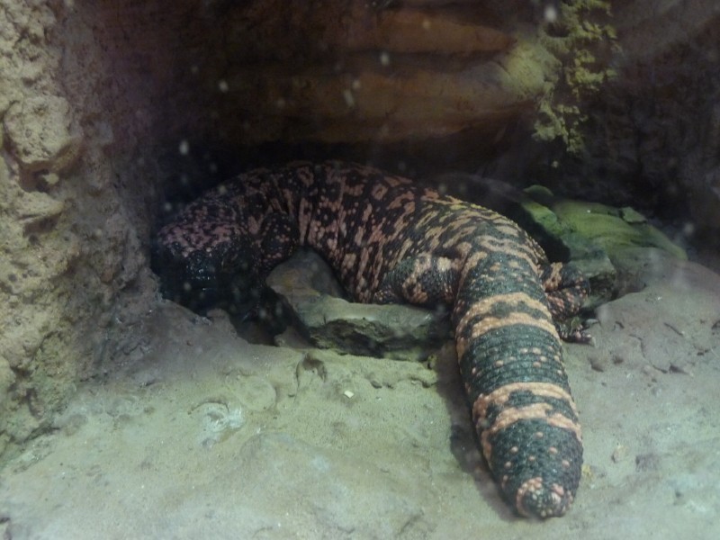 Gila Monster (2).JPG